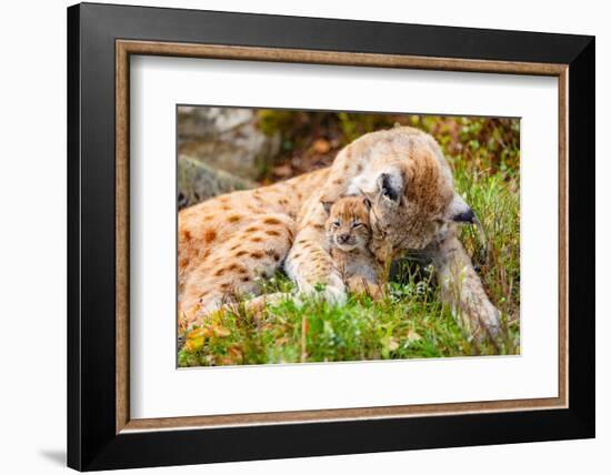 Caring Lynx Mother and Her Cute Young Cub in the Grass-kjekol-Framed Photographic Print