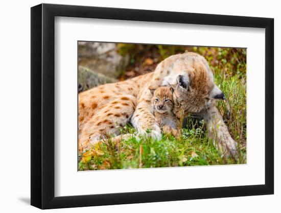 Caring Lynx Mother and Her Cute Young Cub in the Grass-kjekol-Framed Photographic Print