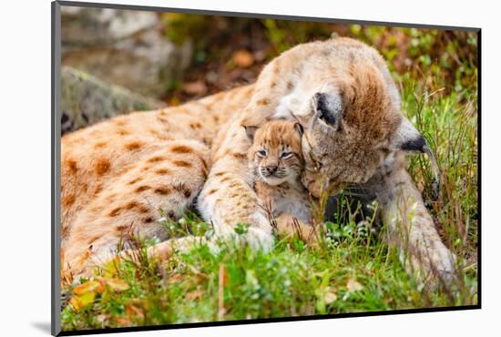 Caring Lynx Mother and Her Cute Young Cub in the Grass-kjekol-Mounted Photographic Print