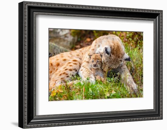 Caring Lynx Mother and Her Cute Young Cub in the Grass-kjekol-Framed Photographic Print