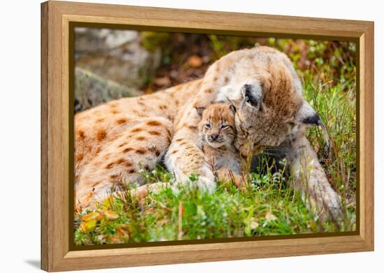 Caring Lynx Mother and Her Cute Young Cub in the Grass-kjekol-Framed Premier Image Canvas