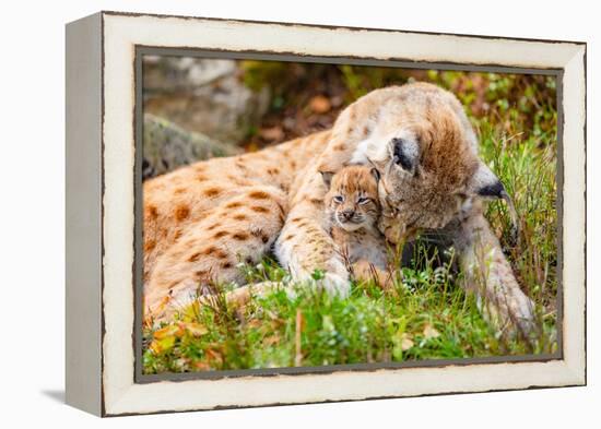 Caring Lynx Mother and Her Cute Young Cub in the Grass-kjekol-Framed Premier Image Canvas