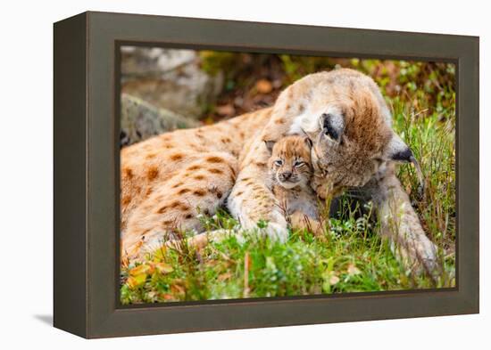 Caring Lynx Mother and Her Cute Young Cub in the Grass-kjekol-Framed Premier Image Canvas