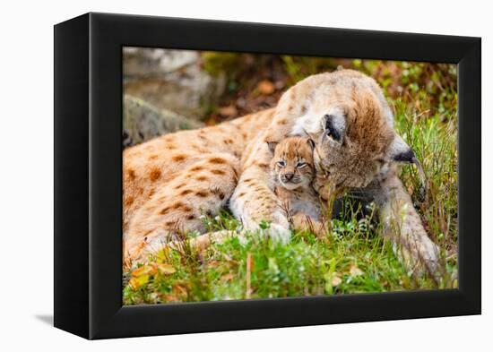 Caring Lynx Mother and Her Cute Young Cub in the Grass-kjekol-Framed Premier Image Canvas