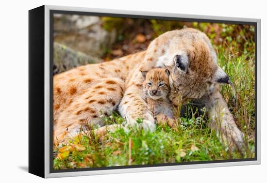 Caring Lynx Mother and Her Cute Young Cub in the Grass-kjekol-Framed Premier Image Canvas