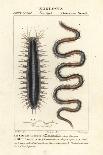 Nile Perch, Lates Niloticus, and Sleeper Fish or Gudgeon, Ophiocara Macrolepidota-Carini Carini-Giclee Print