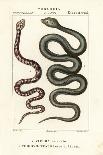Nile Perch, Lates Niloticus, and Sleeper Fish or Gudgeon, Ophiocara Macrolepidota-Carini Carini-Giclee Print