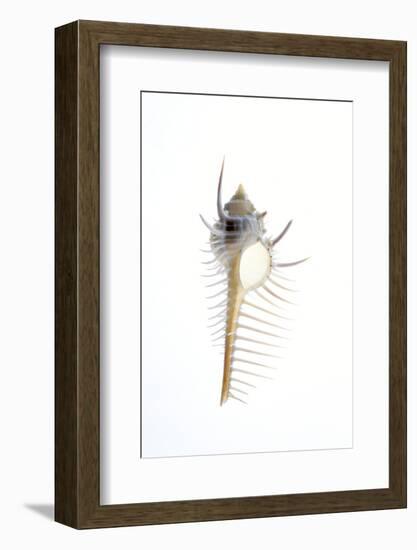 Carit's Murex shell. Sea snail.-Savanah Plank-Framed Photographic Print