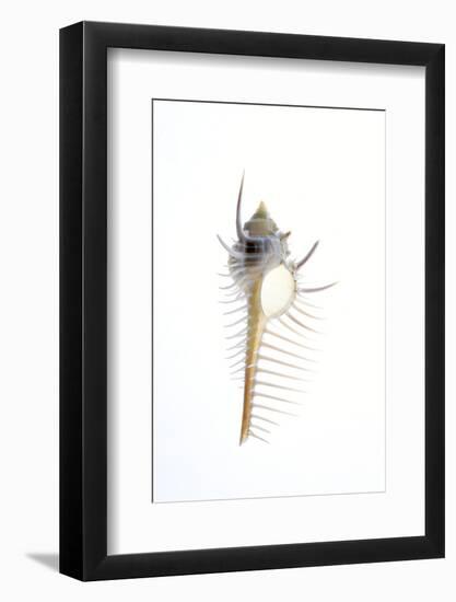 Carit's Murex shell. Sea snail.-Savanah Plank-Framed Photographic Print
