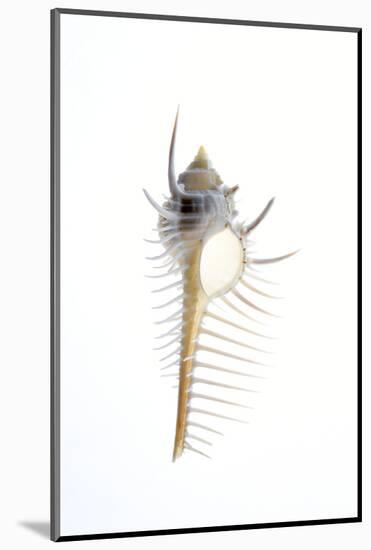 Carit's Murex shell. Sea snail.-Savanah Plank-Mounted Photographic Print