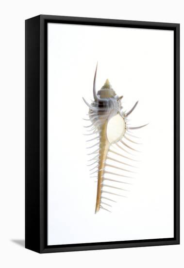 Carit's Murex shell. Sea snail.-Savanah Plank-Framed Premier Image Canvas