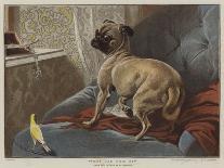 Abdul Medschid' the Chestnut Arab Horse, 1855-Carl Constantin Steffeck-Giclee Print