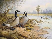 Great-Crested Grebes-Carl Donner-Giclee Print