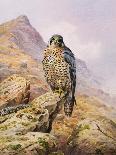 Peregrine Falcon-Carl Donner-Giclee Print