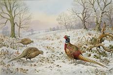 Pheasant and Partridges in a Snowy Landscape-Carl Donner-Giclee Print