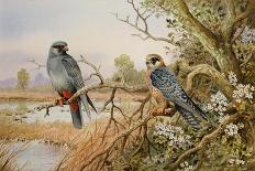 Kingfisher: Autumn River Scene-Carl Donner-Giclee Print