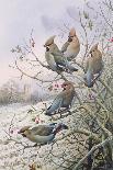 Waxwings-Carl Donner-Giclee Print