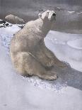 Polar Bears in Snow-Carl Ederer-Framed Premier Image Canvas