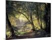 Premium Giclee Print