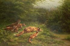 Foxes at Play-Carl Friedrich Deiker-Giclee Print
