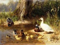 Mallard Ducks with their Ducklings-Carl Jutz-Mounted Giclee Print