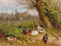 Ducks at the Water's Edge, 1874-Carl Jutz-Giclee Print