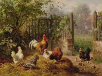 Rooster with Hens and Chicks-Carl Jutz-Giclee Print
