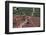 Carl Lewis Crosses the Finishing Line at the Los Angeles Olympics-null-Framed Photographic Print