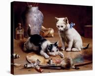 Playful Kittens-Carl Reichert-Stretched Canvas