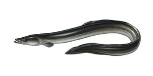 Illustration, European Eel, Anguilla Anguilla, Not Freely for Book-Industry, Series-Carl-Werner Schmidt-Luchs-Photographic Print