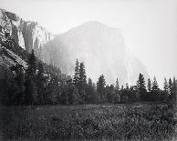 The Grizzly Giant and Mariposa Grove-Carleton E Watkins-Premium Edition