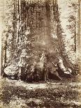Yosemite Falls, Usa, 1861-75-Carleton Emmons Watkins-Photographic Print
