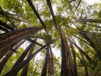 Trees in Mt. Tamalpais State Park, Adjacent to Muir Woods National Monument in California-Carlo Acenas-Photographic Print