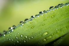 Macro Green Leaf with Water Drops-Carlo Amodeo-Framed Premier Image Canvas