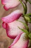 Macro Green Leaf with Water Drops-Carlo Amodeo-Premier Image Canvas