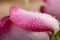 Three White and Pink Rose with Water Drops on Wood-Carlo Amodeo-Photographic Print