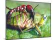 Photographic Print