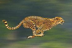 Cheetah Full Sprint-Carlo Kaminski-Giclee Print