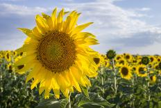 Sunflower, Species, Helianthus Annuus, Crop Landscape, Andalusia. Southern Spain.-Carlos Neto-Photographic Print