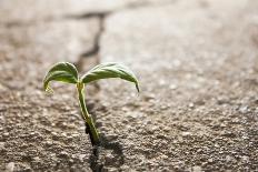 Weed Growing through Crack in Pavement-Carlos Santos-Photographic Print