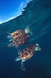 Green sea turtle reflection under surface. Cayman Islands-Carlos Villoch-Mounted Photographic Print