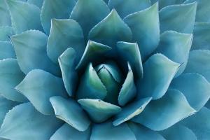 Agave Plant by Carly Hennigan