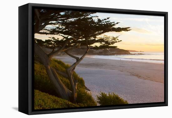 Carmel, California, cypress tree and waves at sunset on ocean, Pebble Beach-Bill Bachmann-Framed Premier Image Canvas