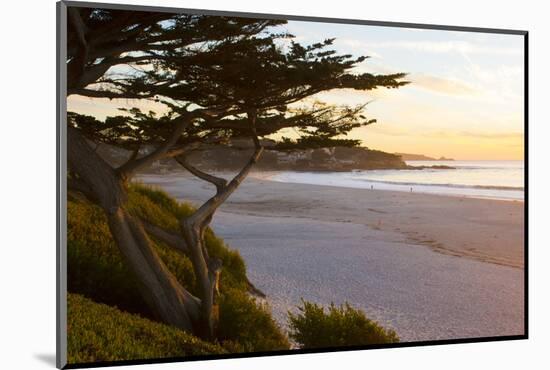 Carmel, California, cypress tree and waves at sunset on ocean, Pebble Beach-Bill Bachmann-Mounted Photographic Print