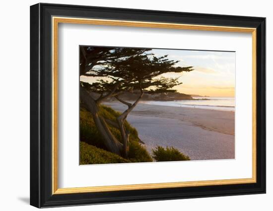Carmel, California, cypress tree and waves at sunset on ocean, Pebble Beach-Bill Bachmann-Framed Photographic Print