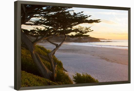 Carmel, California, cypress tree and waves at sunset on ocean, Pebble Beach-Bill Bachmann-Framed Premier Image Canvas