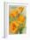 Carmel, California - State Flower - Poppy Flowers-Lantern Press-Framed Premium Giclee Print