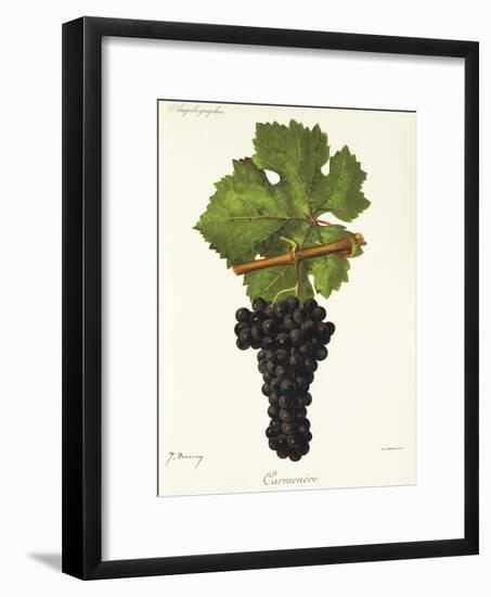 Carmenere Grape-J. Troncy-Framed Giclee Print