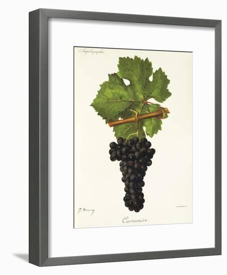 Carmenere Grape-J. Troncy-Framed Giclee Print