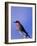 Carmine Bee-Eater, Merops Nubicus, Chobe National Park, Botswana, Africa-Thorsten Milse-Framed Photographic Print